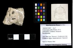 Foto (Objekt + Etiketten) von Ambulocapsa altilis (Robins, 2013) 